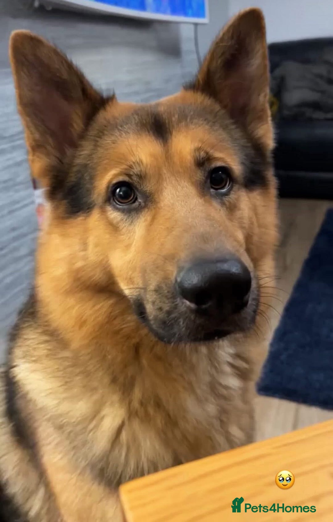 Mixed Breed dogs for sale: Weimaraner / German Shepherd puppies - Advert 19