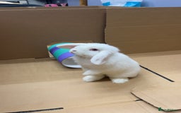 Mini Lop rabbits for sale: Snowball The Mini Lop Rabbit - Albino  - Image 1