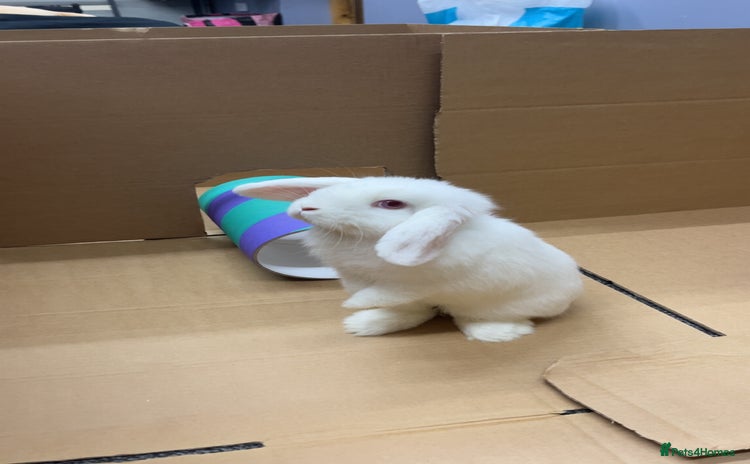 Mini Lop rabbits - Advert 1