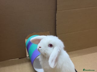 Mini Lop rabbits for sale - Advert 1