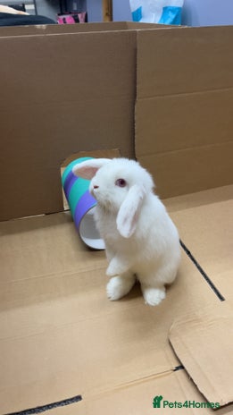 Mini Lop rabbits - Advert 1