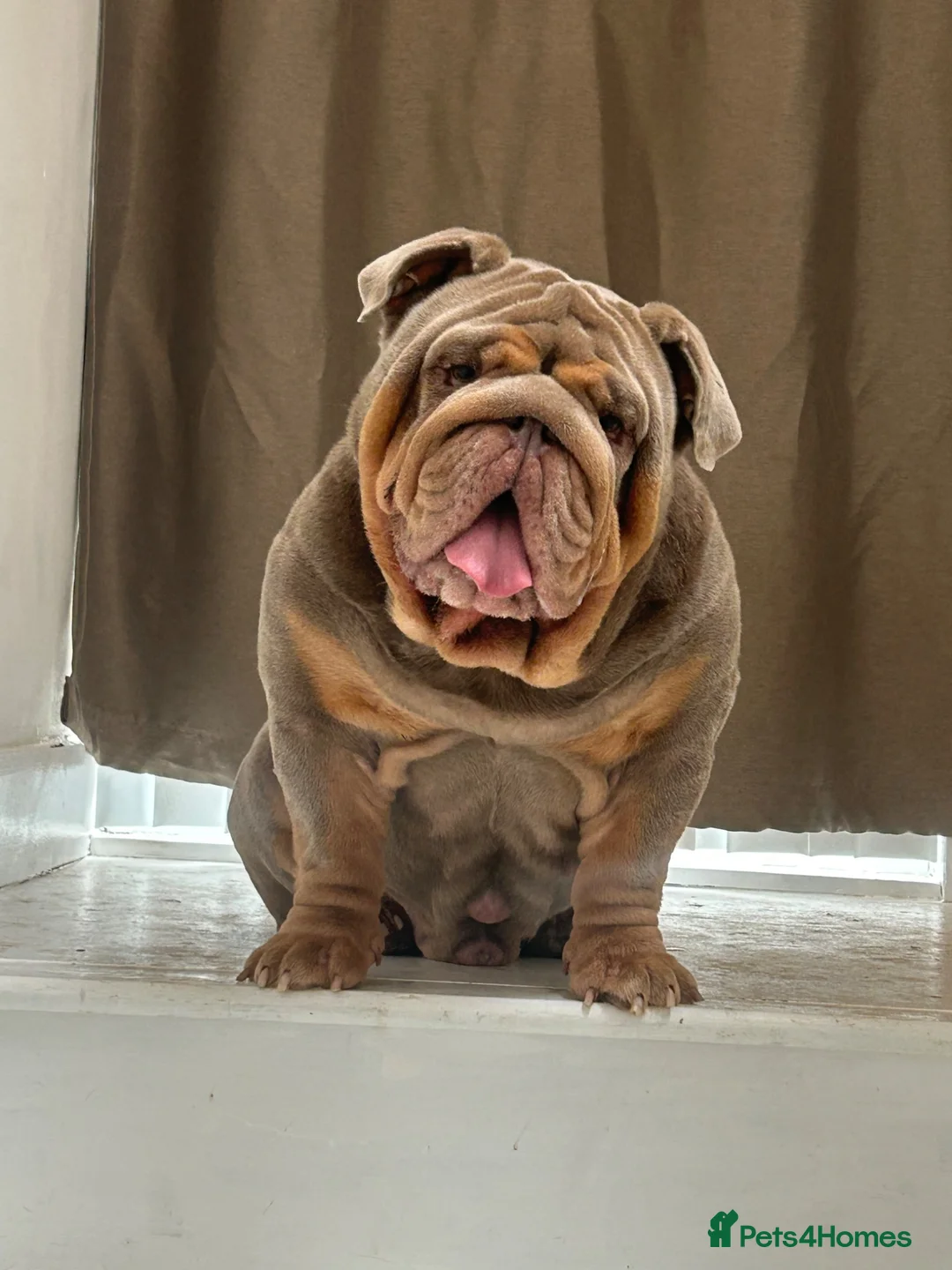 English Bulldog dogs for stud: Gallardo the proven stud full suit lilac and tan in Rochdale - Advert 10