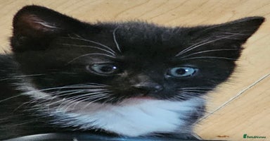 Ragdoll cats - Advert 11