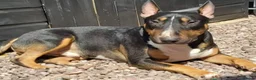 Bull Terrier dogs for sale: REAVAILABLE KC Reg English Bull Terrier Female - Advert 2