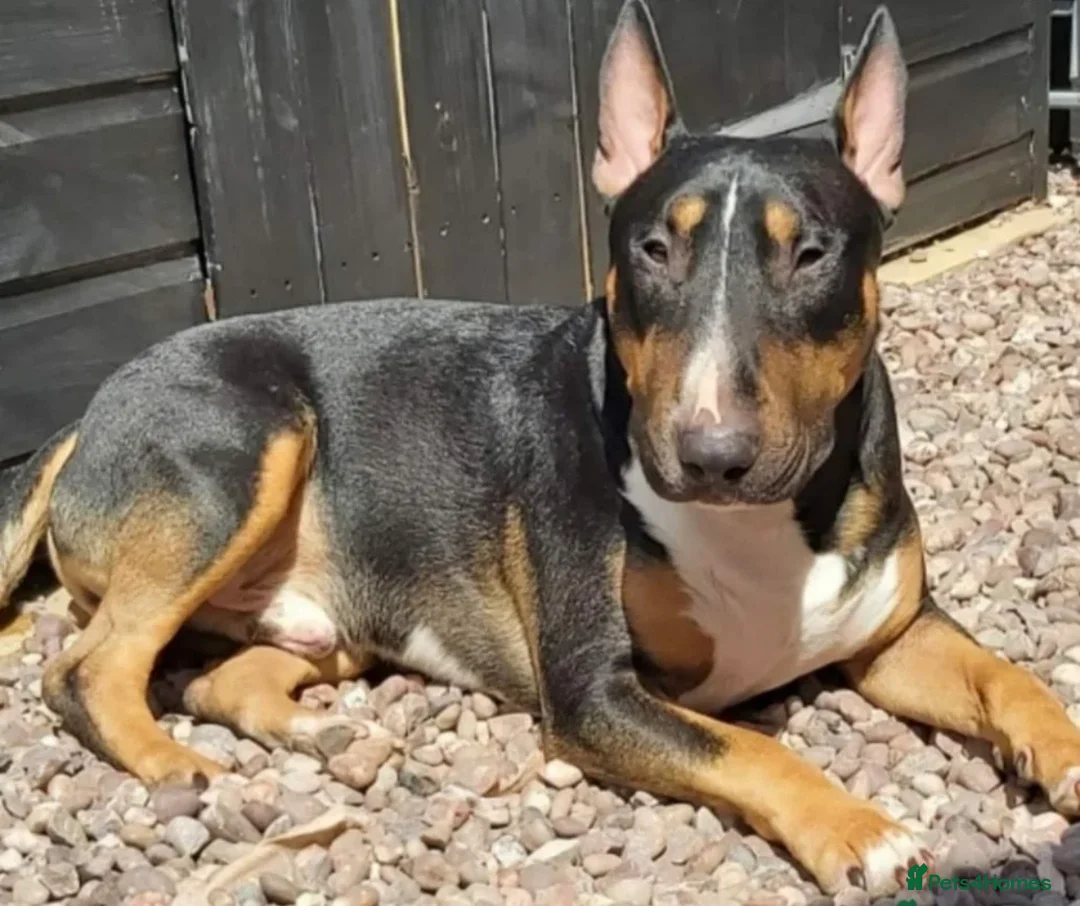 Bull Terrier dogs for sale: REAVAILABLE KC Reg English Bull Terrier Female - Advert 2
