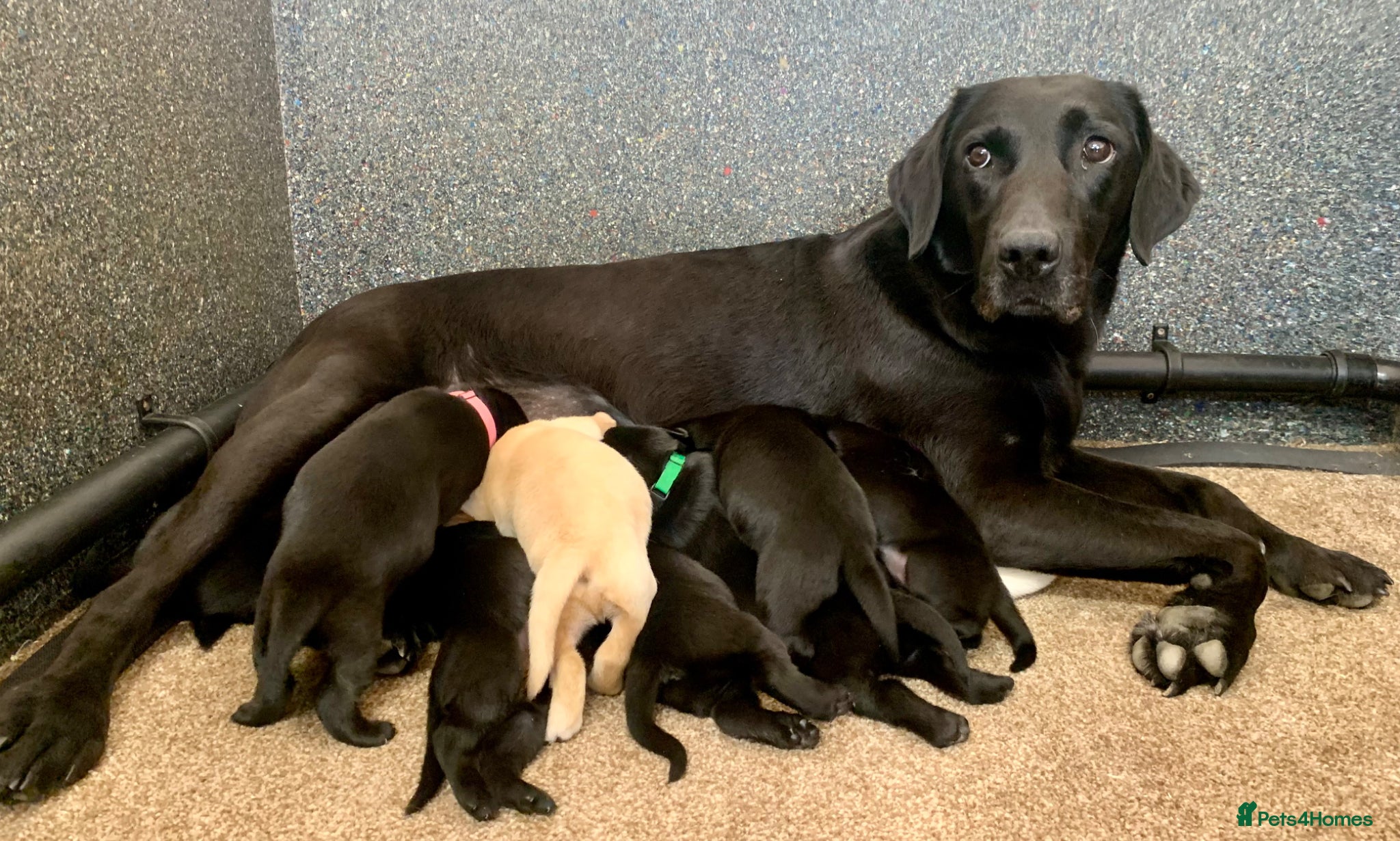 Labrador Retriever dogs KC reg working type Labradors  - Advert 5