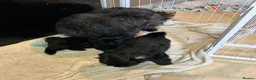 Shih Tzu dogs for sale: Black girls - Advert 6