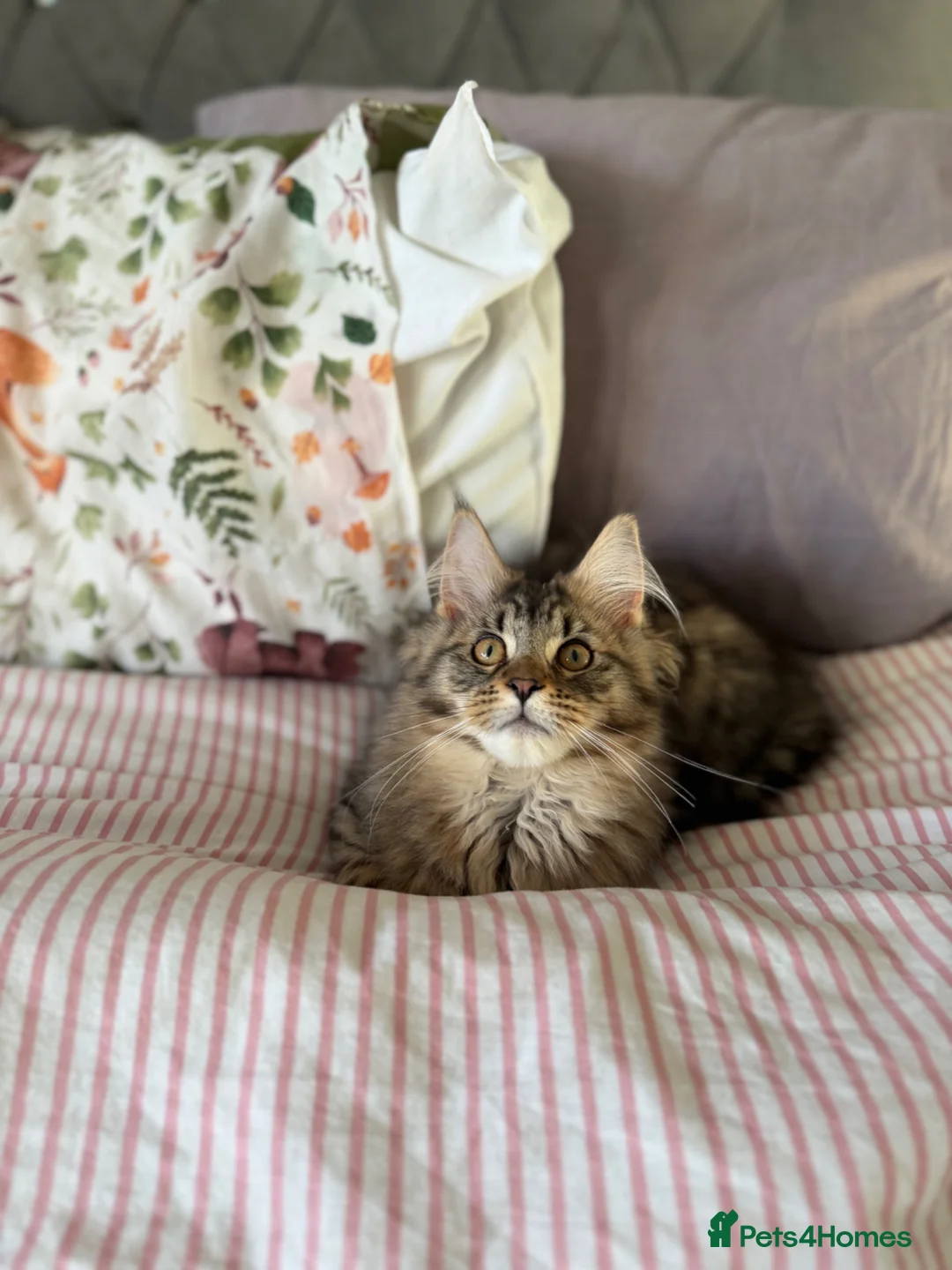 Maine Coon cats for sale: Cookie Female in Bilston - Advert 2