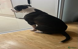 American Bulldog dogs for stud: American bulldog  - Image 7