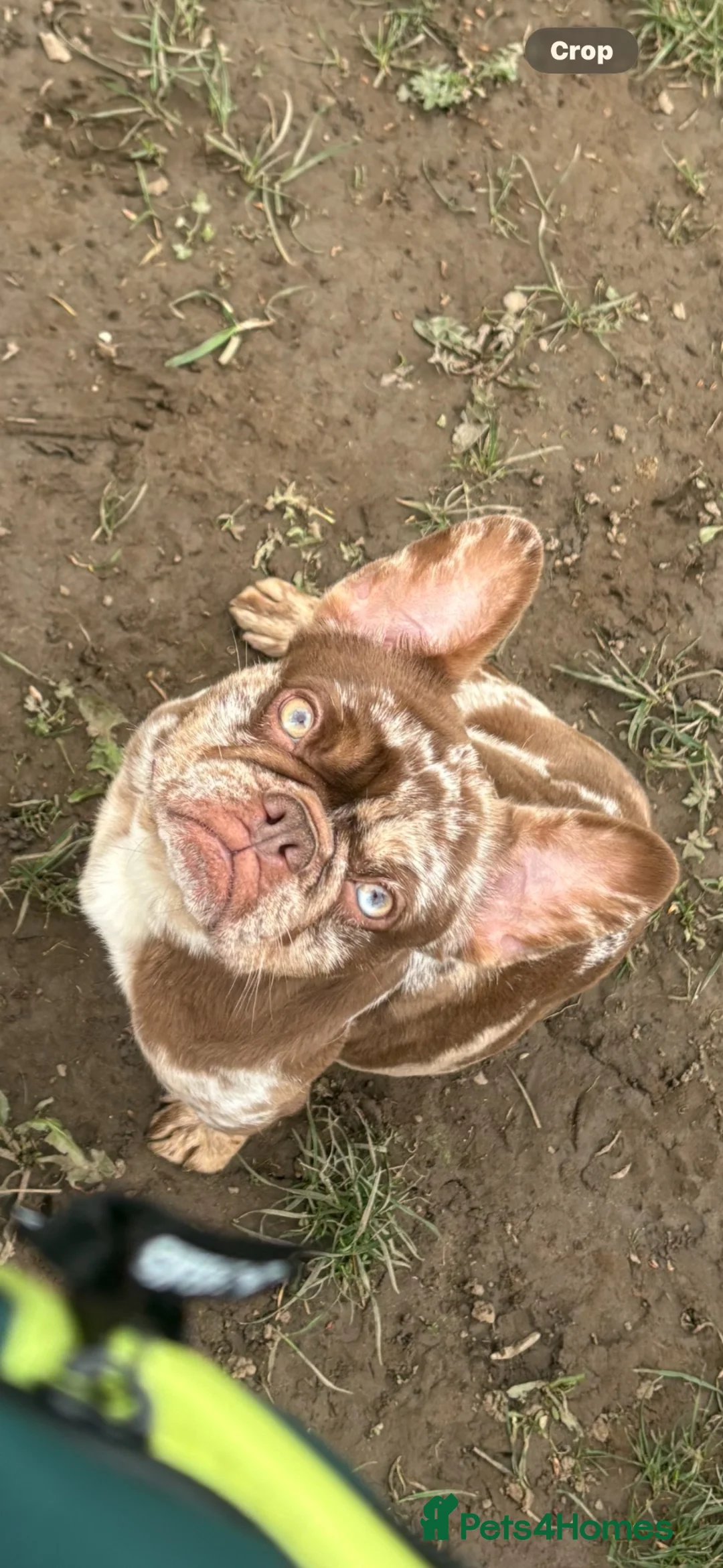 French Bulldog dogs for sale: french bulldog female  in Sale - Advert 2
