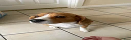 Beagle dogs for sale: Beautiful Beagle Girl Looking for forever home - Advert 7