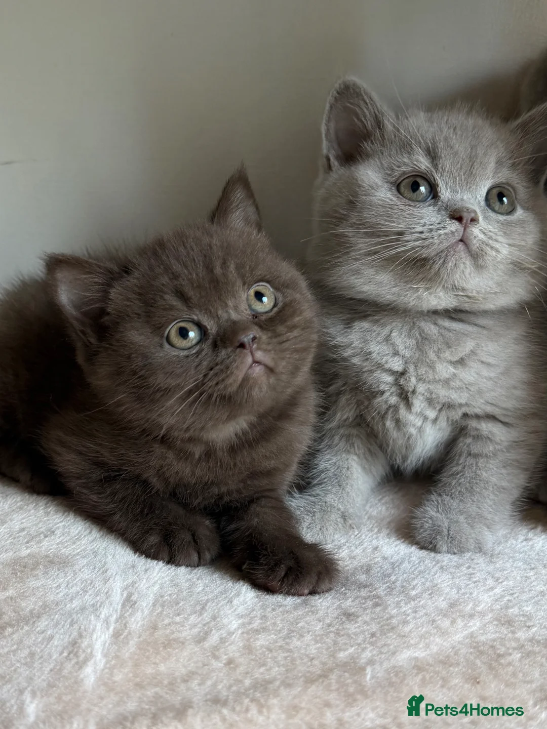 British Shorthair cats for sale: Chunky Show Quality BSH kittens  - Advert 1