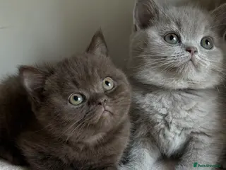 British Shorthair cats for sale: Waiting list! All kittens are now reserved. - Advert 1