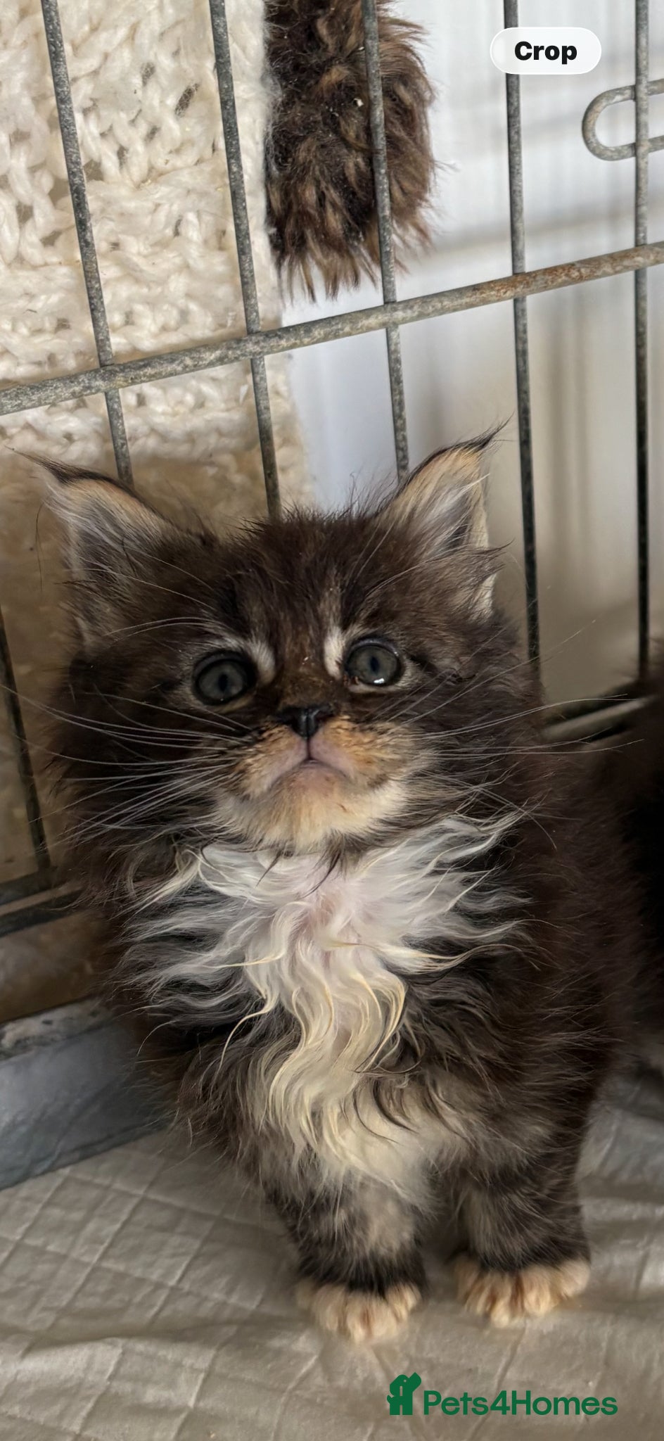 Maine Coon cats Stunning pedigree long coated Mainecoons  - Advert 18