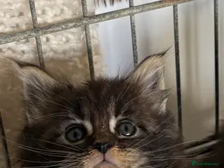 Maine Coon cats Stunning pedigree long coated Mainecoons - Advert 18