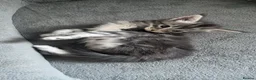 Maine Coon cats for sale: Maine coon kittens  in Leigh-on-Sea - Advert 10