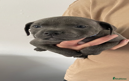 Staffordshire Bull Terrier dogs for sale: KC Staffordshire bull terriers 1 GIRL lEFT  £1350 - Image 25