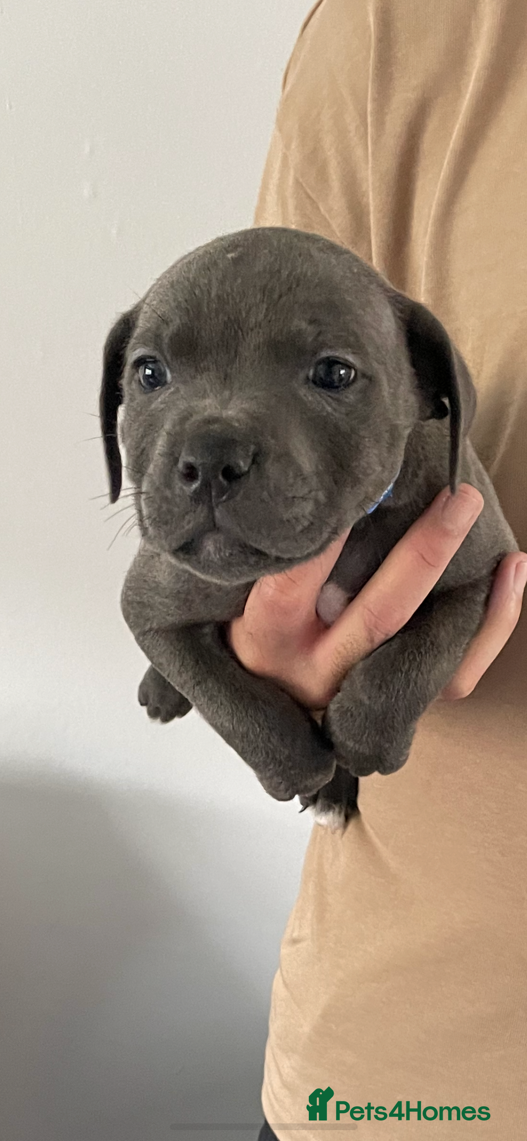 Staffordshire Bull Terrier dogs for sale: KC Staffordshire bull terriers 1 GIRL lEFT  £1350 - Image 25