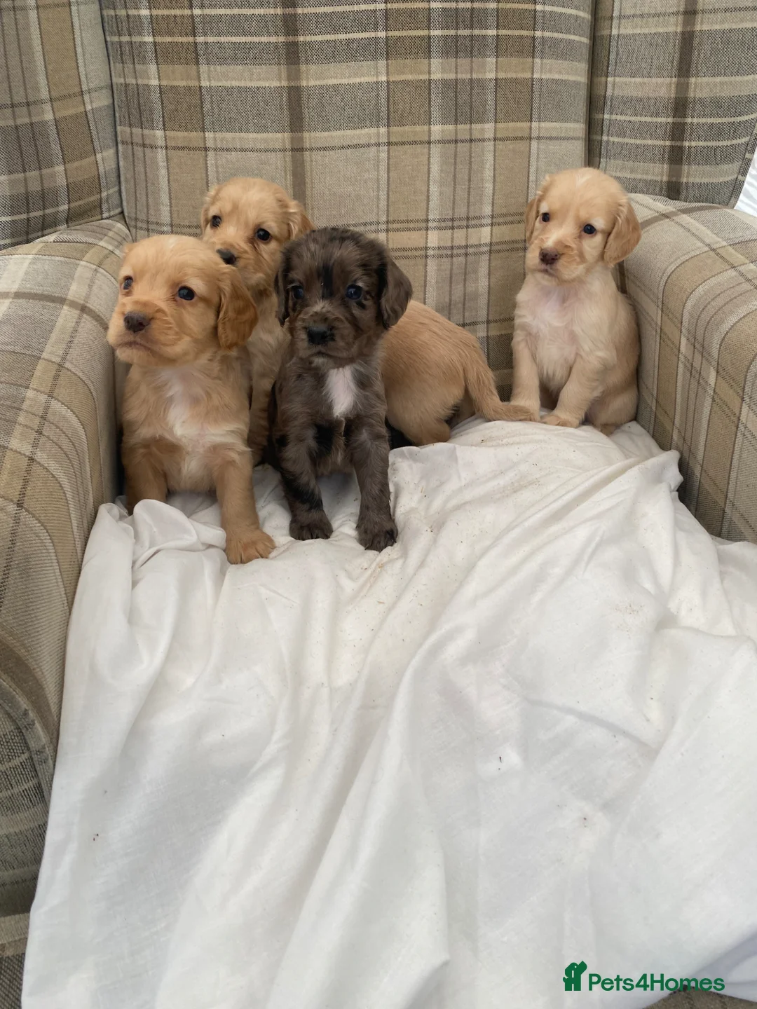 Cocker Spaniel dogs for sale: Lovely cocker spaniel puppies in Durham - Advert 1