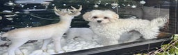 Maltipoo dogs for stud: Male for stud - Advert 1