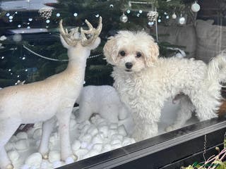 Maltipoo dogs Male for stud - Advert 1