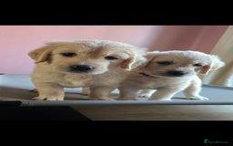 Goldendoodle dogs for sale: Goldendoodle retriever  - Image 4