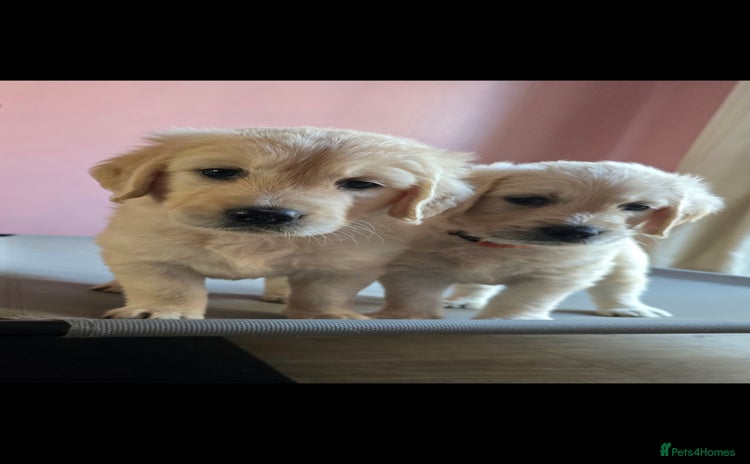 Goldendoodle dogs - Advert 4