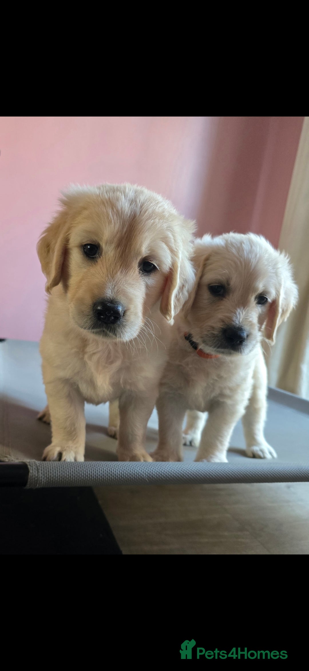 Goldendoodle dogs for sale: Goldendoodle retriever  - Image 4