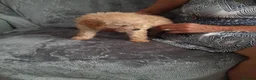 Toy Poodle dogs for sale: Toy poodles  - Advert 3