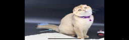 Scottish Fold cats for sale: Beautiful TICA Registered Scottish Girl Kittens - Advert 11