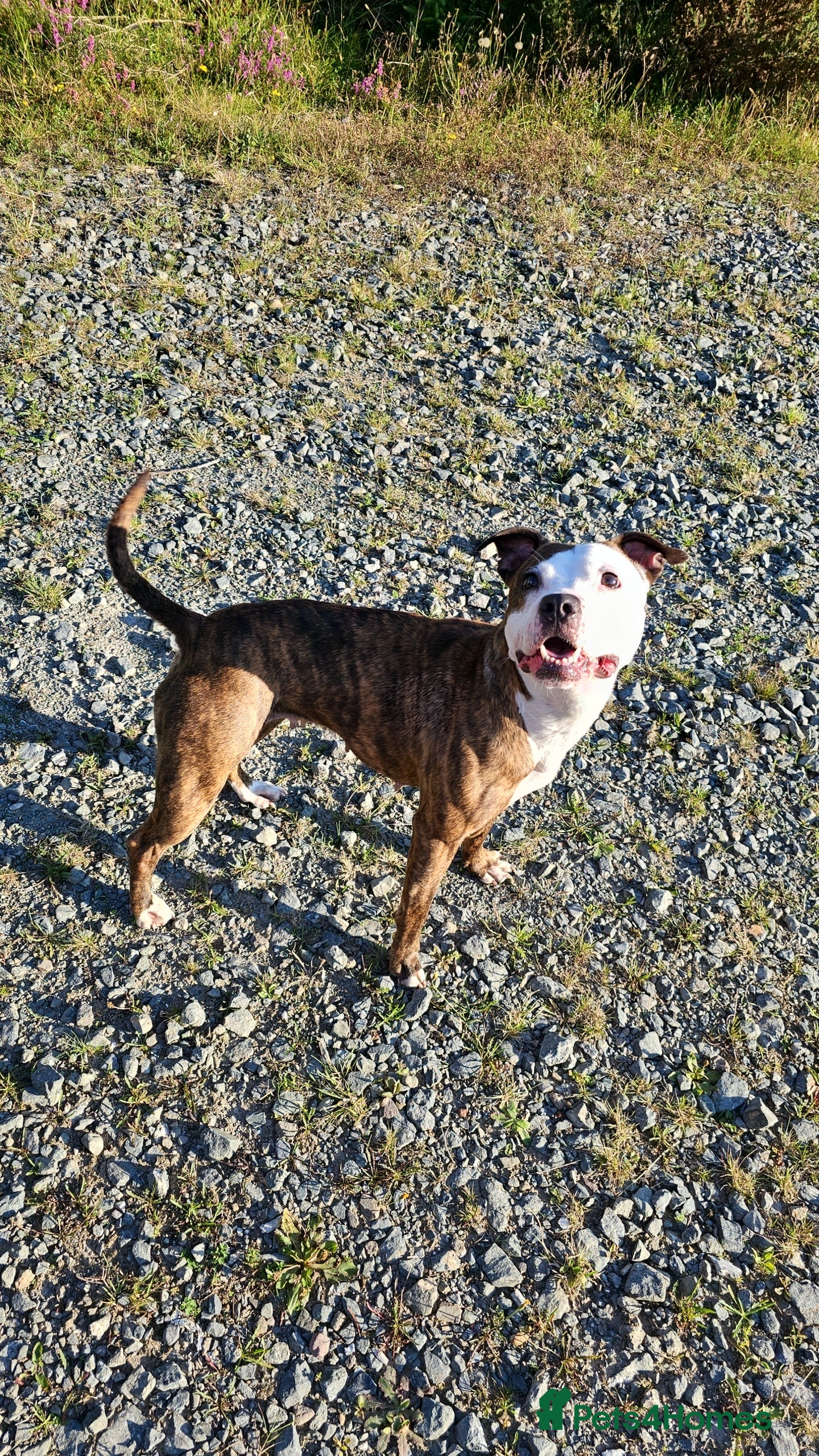 Staffordshire Bull Terrier dogs  6 Years Old Female Staffy - Advert 14