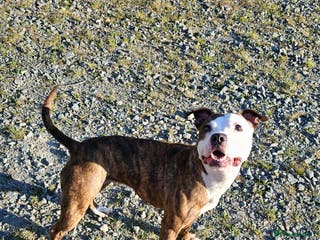 Staffordshire Bull Terrier dogs 6 Years Old Female Staffy - Advert 15