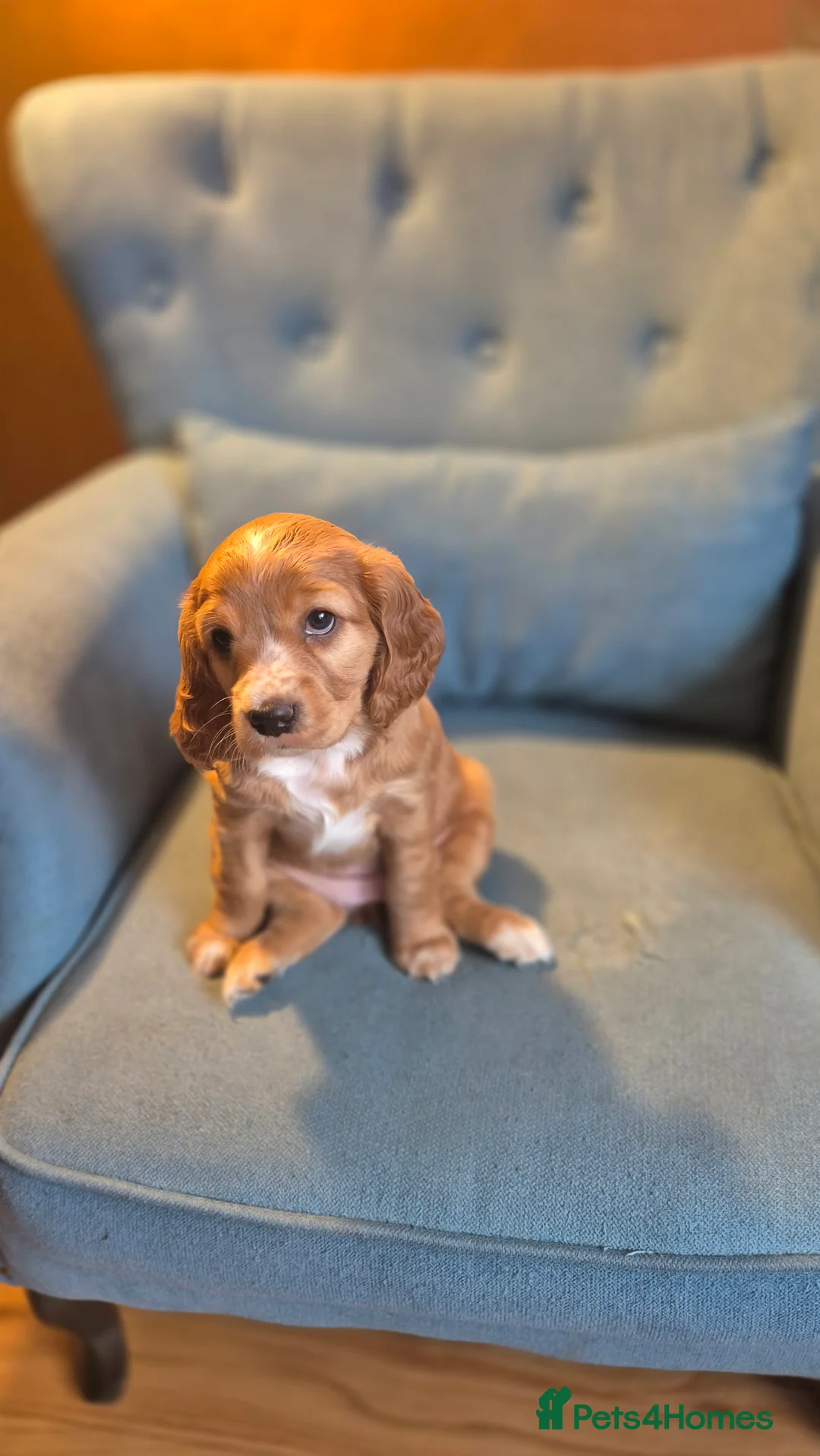 Mixed Breed dogs for sale: Cockapoo and Cavalier King Charles Spaniel mix - Advert 20
