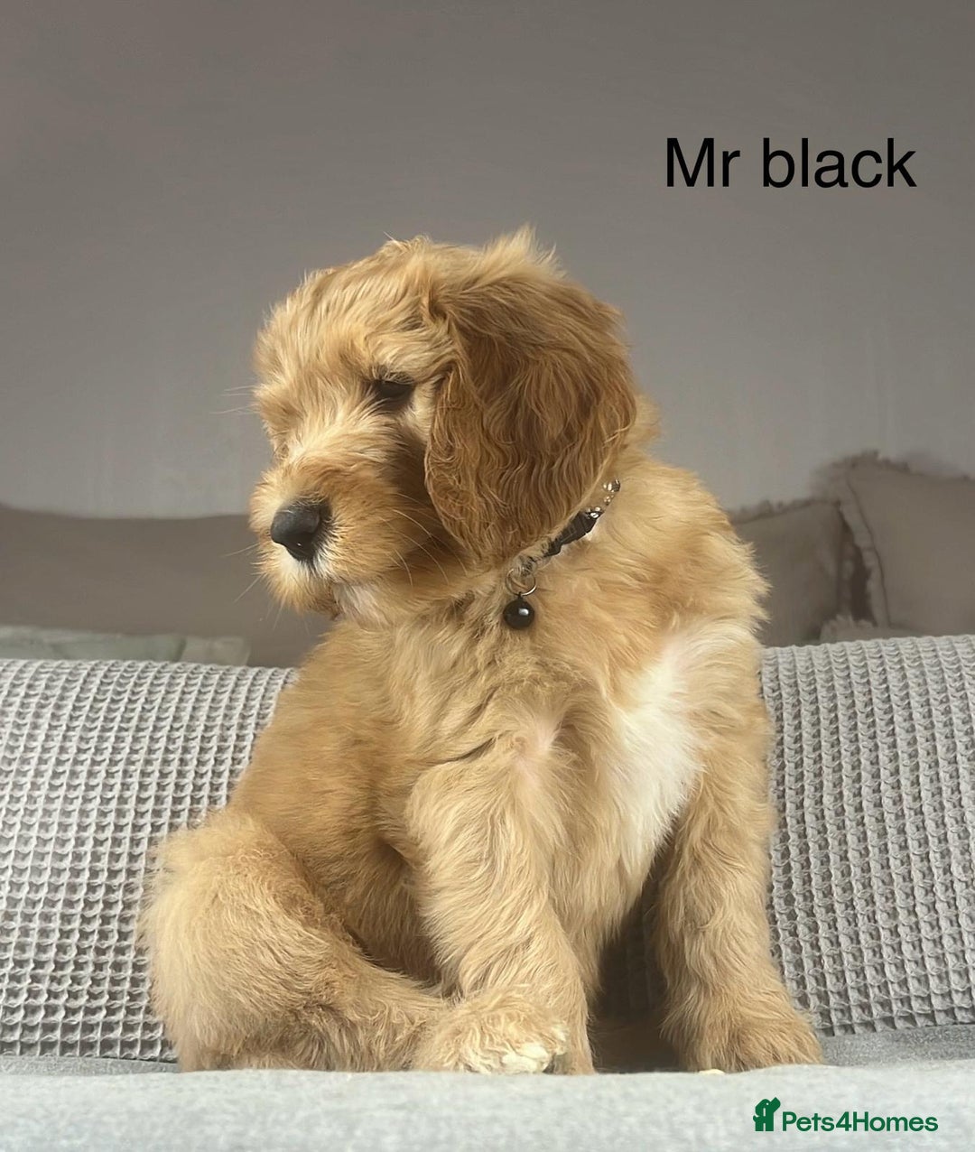 Irish Doodle dogs for sale: The perfect Doodle - Advert 5