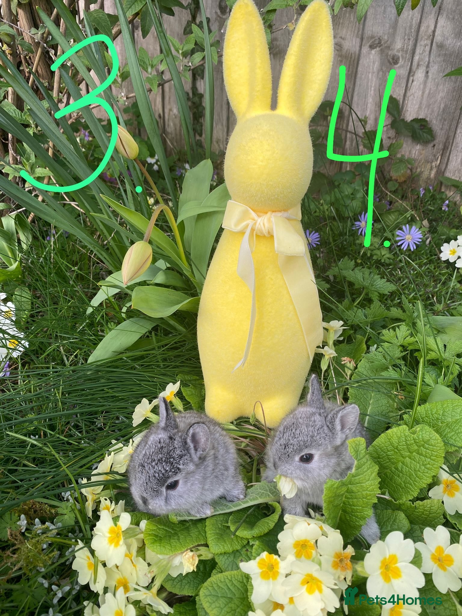 Netherland Dwarf rabbits Bunny mixed - Advert 2