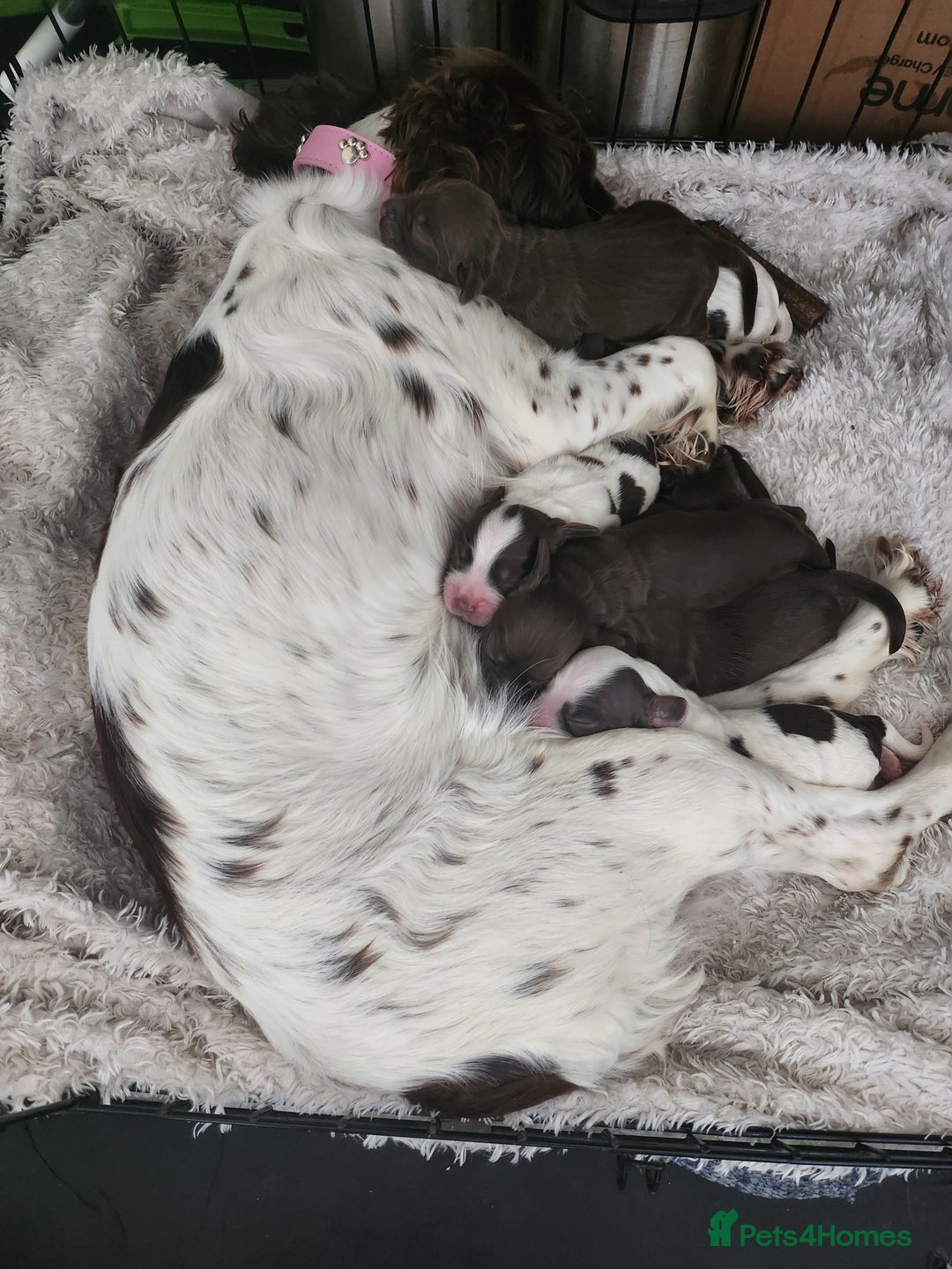 Cocker Spaniel dogs for sale: 7 pups 4 girls 3 boys  - Image 7