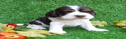 Cocker Spaniel dogs for stud: Show cocker spaniel proven stud - Advert 12