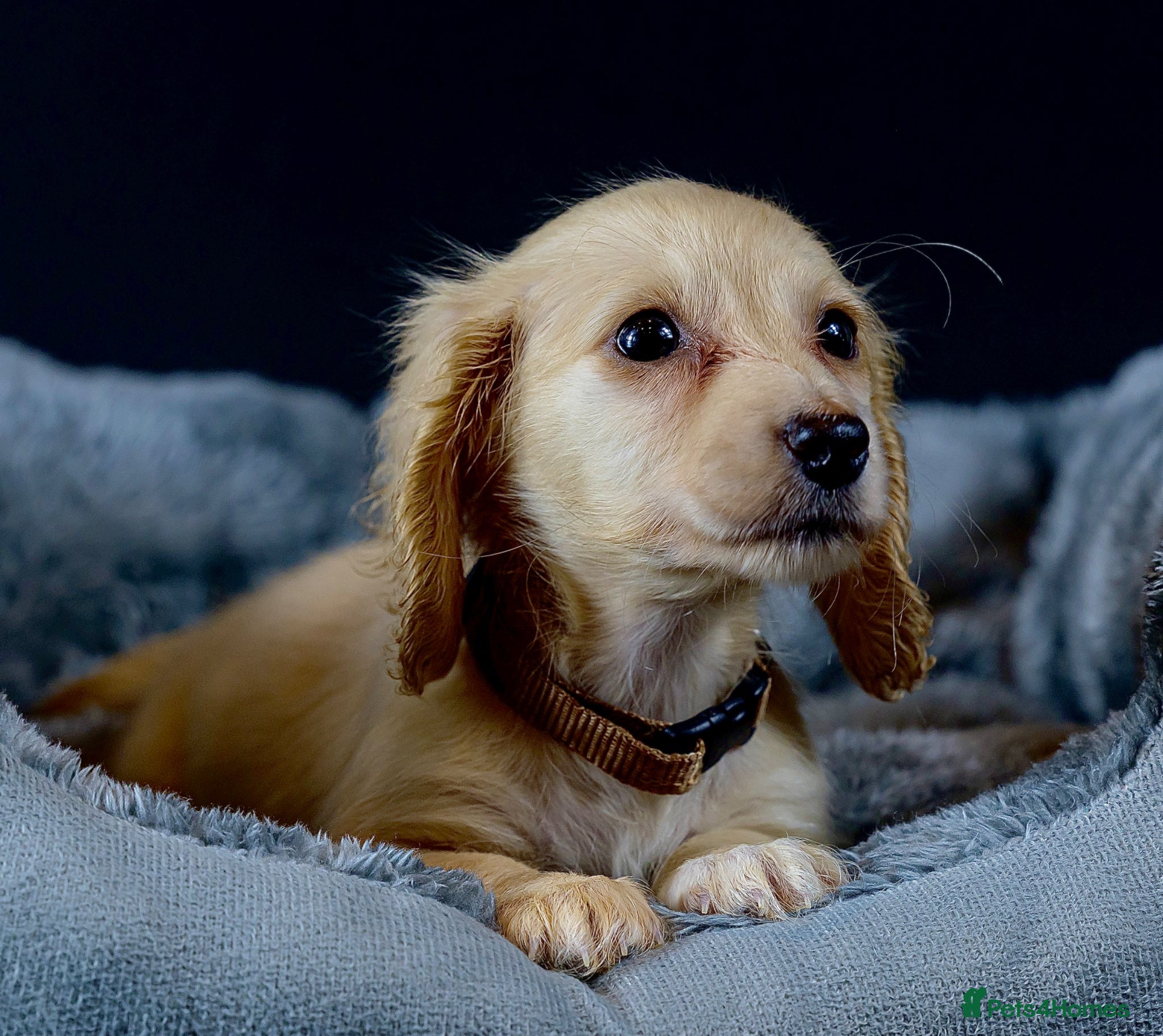 Miniature Dachshund dogs Exceptional PRA clear champion L/H Dachshund 🤍 - Advert 2