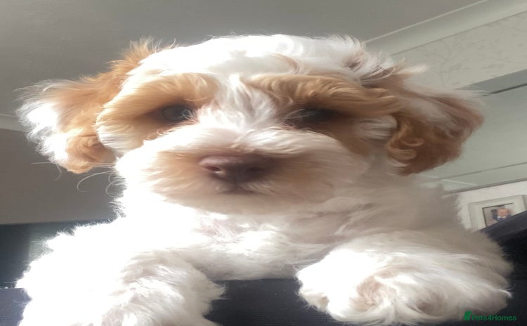 Cavapoo dogs - Advert 5