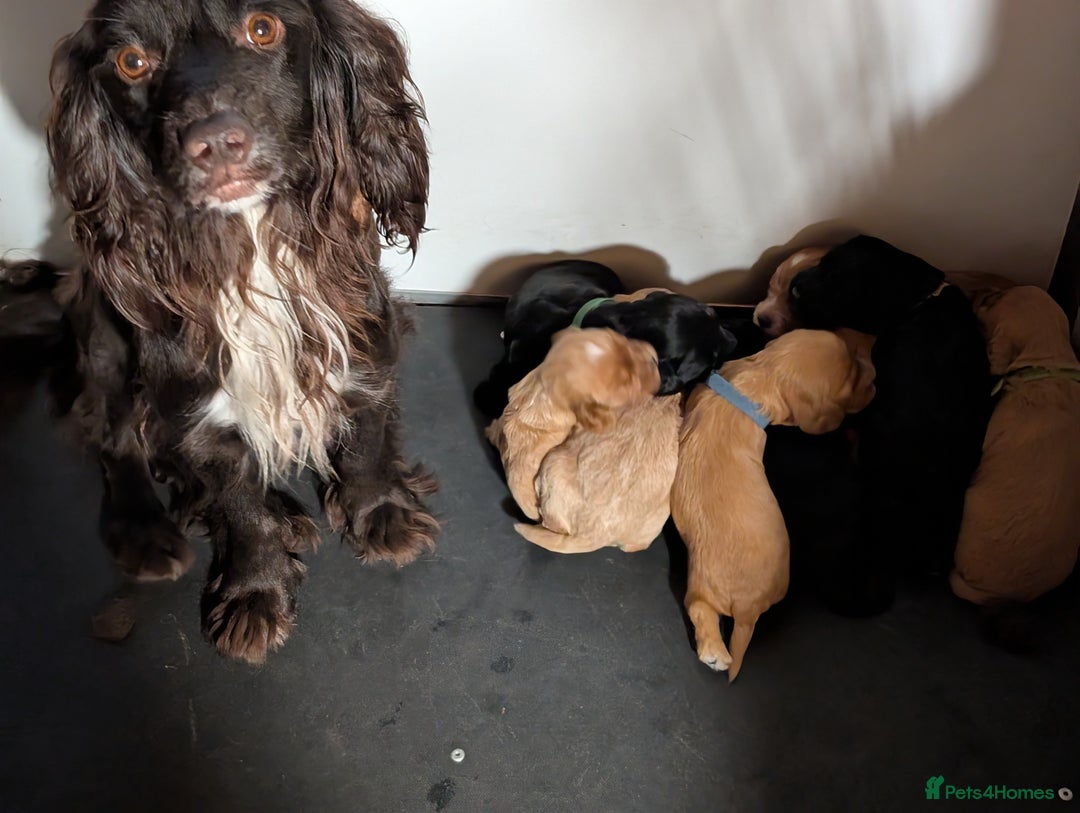 Cockapoo dogs for sale: Stunning f1 Cockapoo puppy's  - Image 11