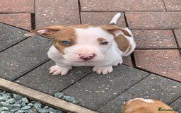American Bulldog dogs for sale: American bull dogs  - Image 6