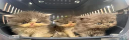 Persian cats for sale: Adorable Persian kittens  - Advert 5