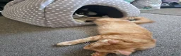 Mixed Breed cats for sale: Simba and Rambo looking for good home - Advert 4