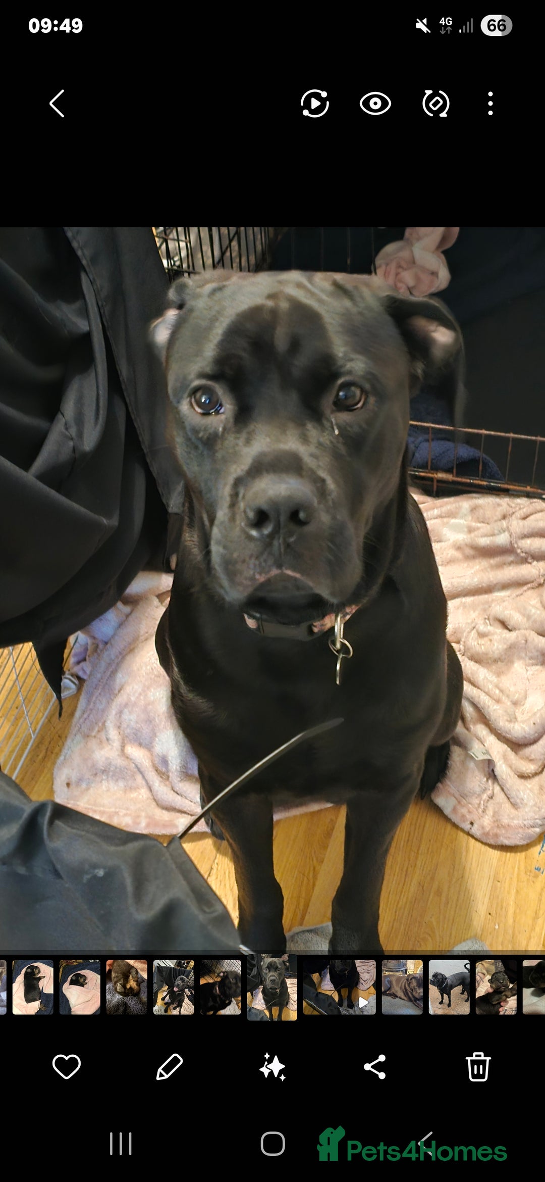 Rottweiler dogs for sale: 2 female rottweiler pups - Advert 12