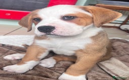 Mixed Breed dogs for sale: American Bulldog X Bernese mountain Dogs  - Image 25