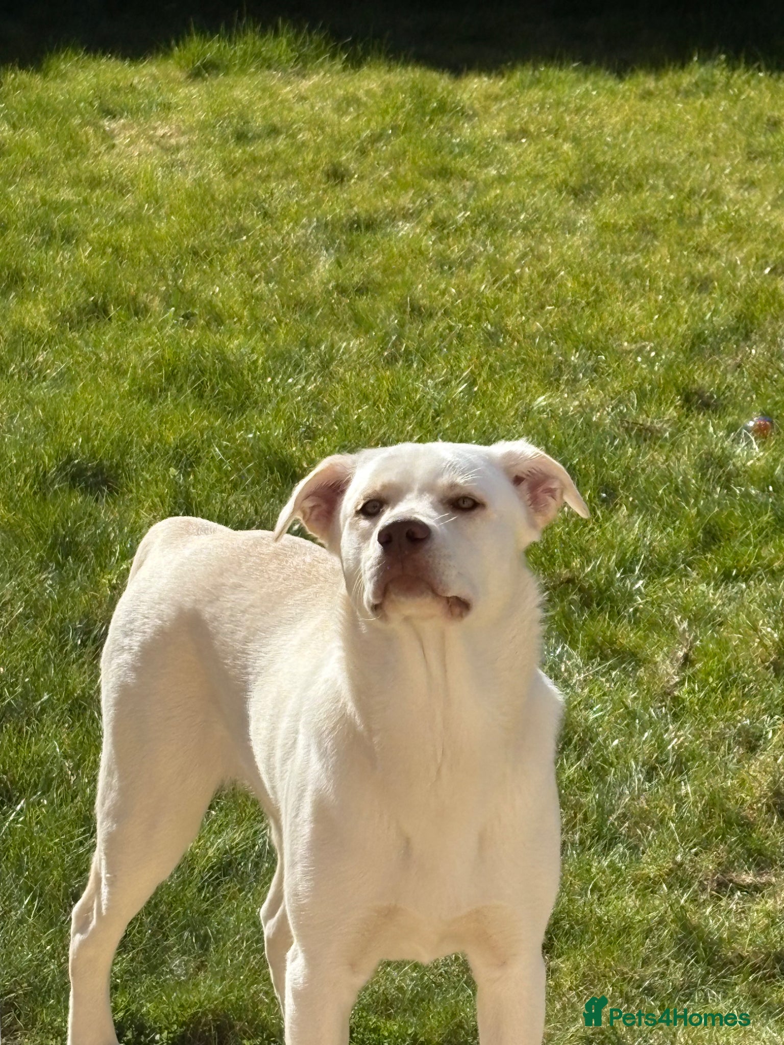 Mixed Breed dogs 8 month old Lab x husky  - Advert 2