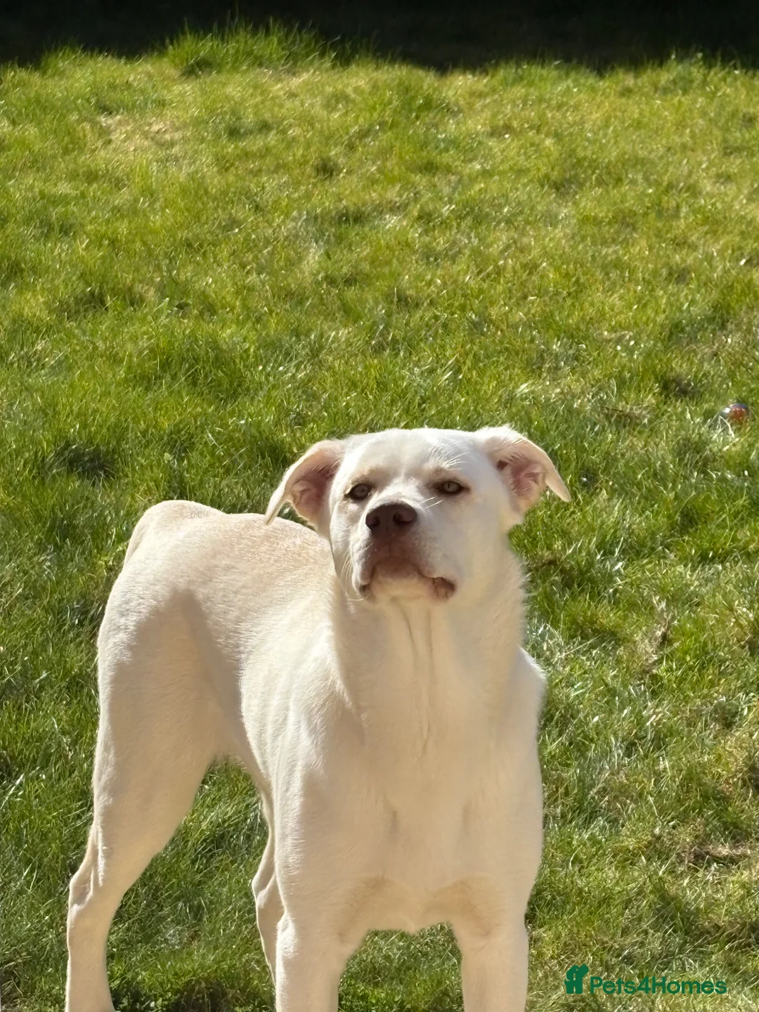 Mixed Breed dogs for sale: 8 month old Lab x husky  - Advert 1