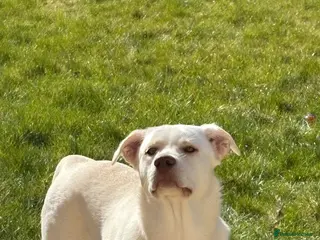 Mixed Breed dogs 8 month old Lab x husky - Advert 2