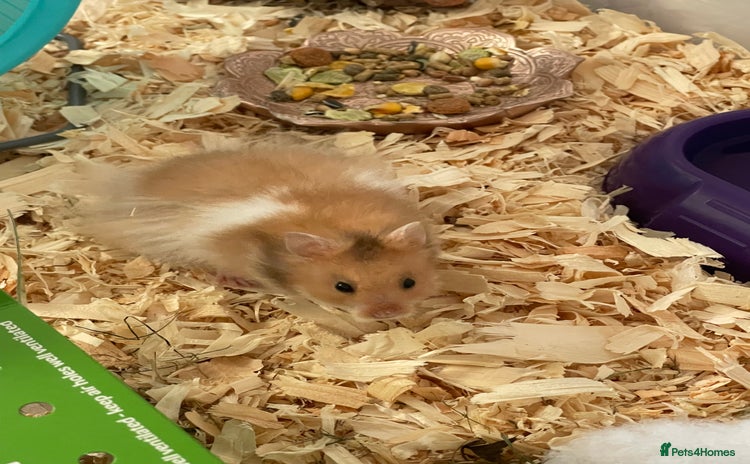 Hamster rodents - Advert 14