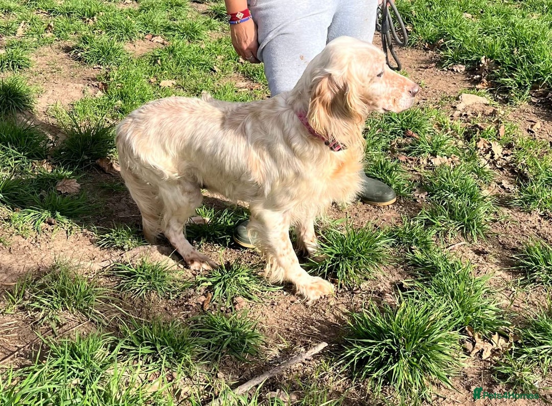 English Setter dogs for adoption: Lisa  - Advert 7
